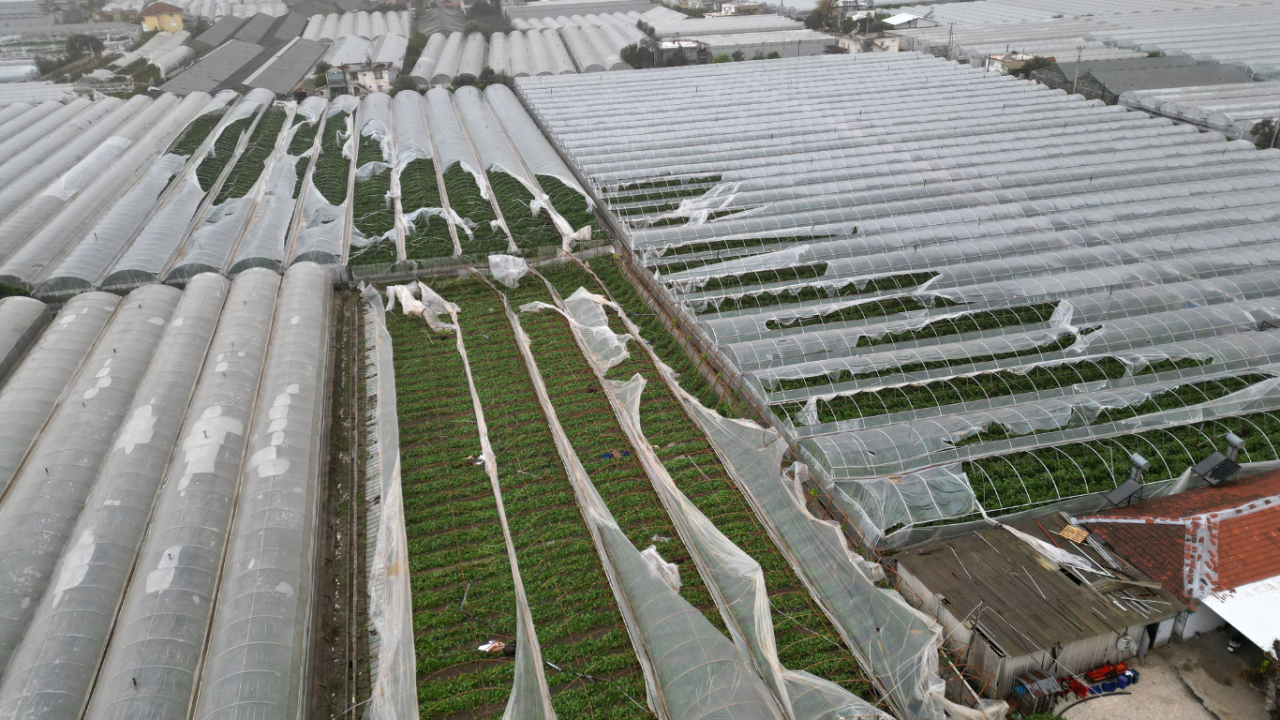 Hortumun Faturası Ağır oldu: İşte Antalya Hali Güncel Fiyat Listesi 1